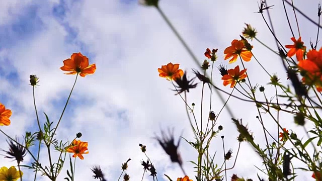 宇宙花与蜜蜂和蓝天的慢镜头视频素材