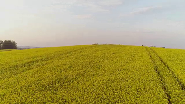 美丽的黄色油菜籽田视频素材