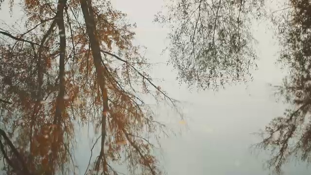 树木在流水中的倒影视频素材