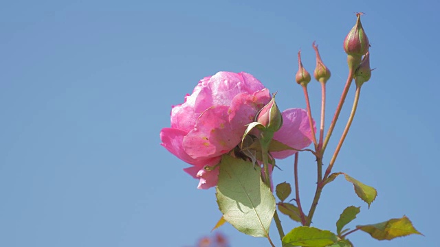 玫瑰粉红的花蕾映衬着蓝天4K视频素材