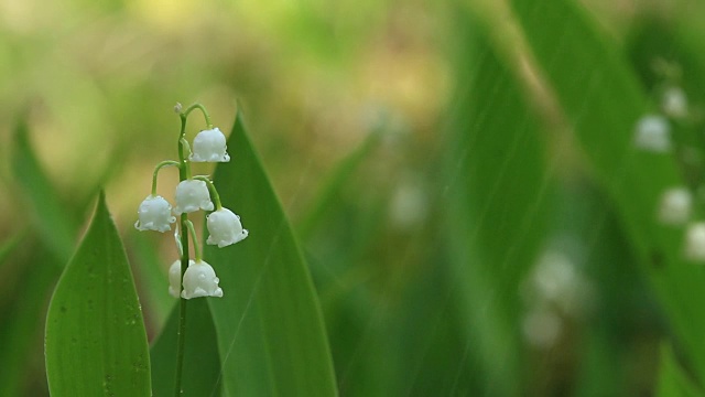 雨落在铃兰的幼花上视频下载