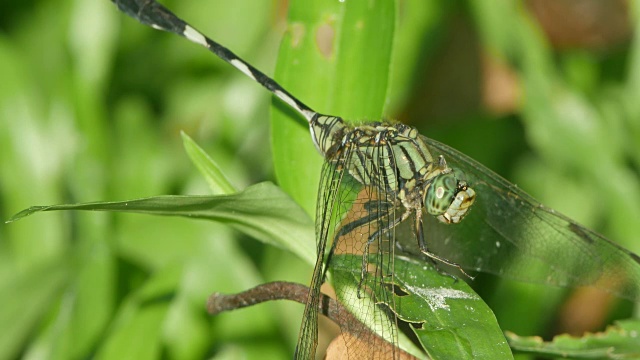 蜻蜓在草地上休息视频素材
