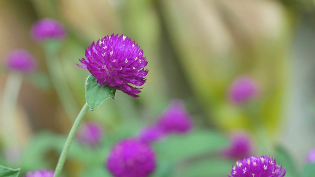 花园里的苋菜花视频素材