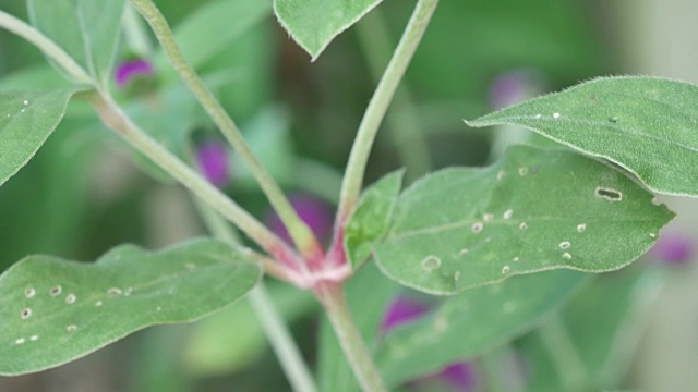 球苋菜花开视频素材