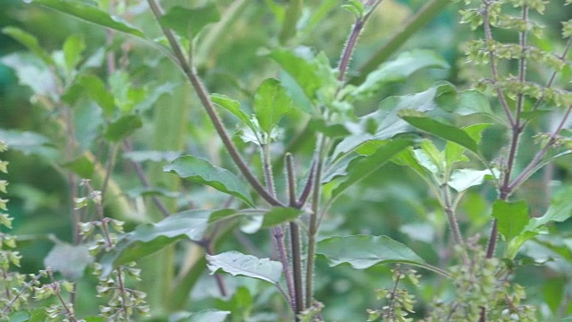 花园里有神圣的罗勒视频素材