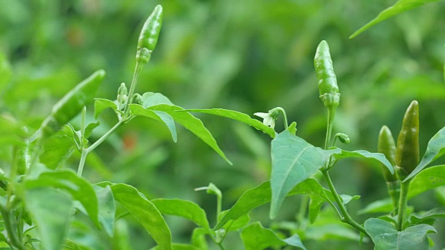 小辣椒在树上视频素材