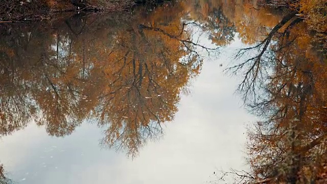 树木在流水中的倒影视频素材