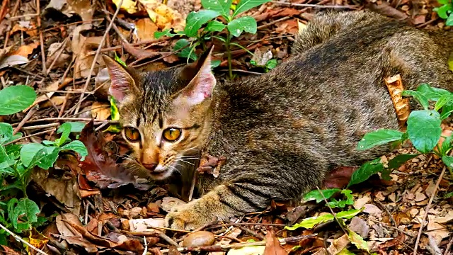 地上的猫视频素材