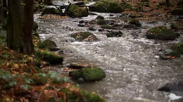 流淌在田园诗般的秋林中的小溪视频素材