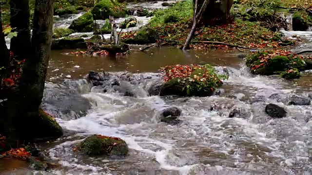 流淌在田园诗般的秋林中的小溪视频素材