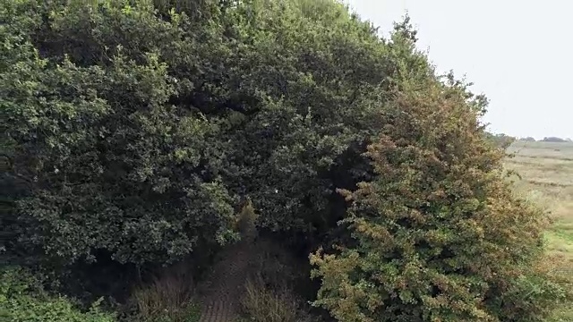 从古老的杂草丛生的石桥向后移动，在英国乡村。视频下载