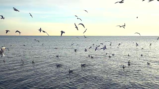 海鸥在海上飞翔。缓慢的运动。视频素材