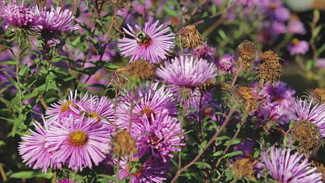 蜜蜂授粉并采集花蜜视频素材