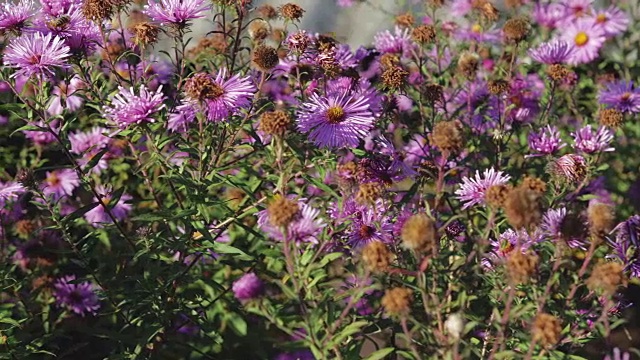 蜜蜂授粉并采集花蜜视频素材