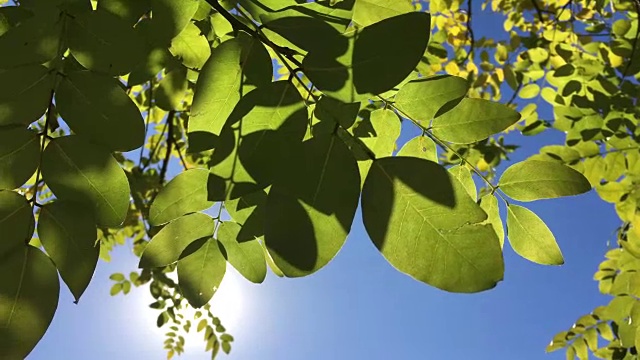 夏天的美景，阳光下的树叶视频下载