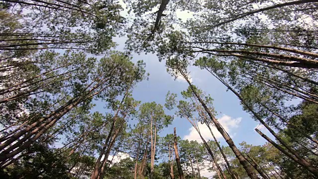 松树视频素材