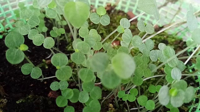 年轻的植物栽培视频素材