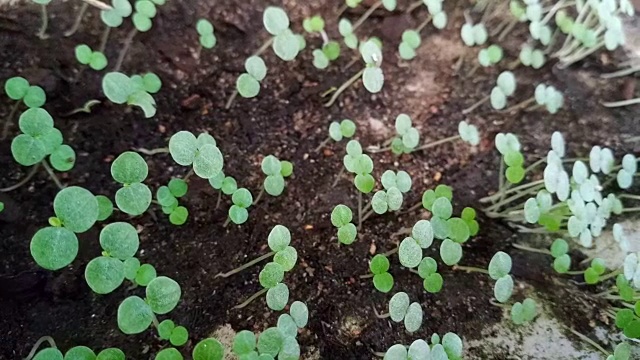 年轻的植物栽培视频素材