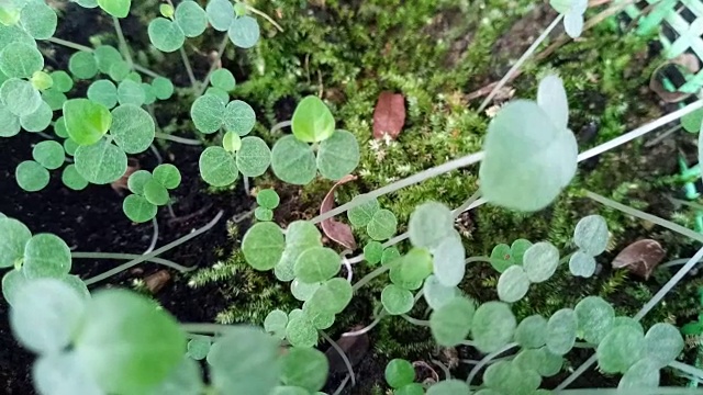 年轻的植物栽培视频素材