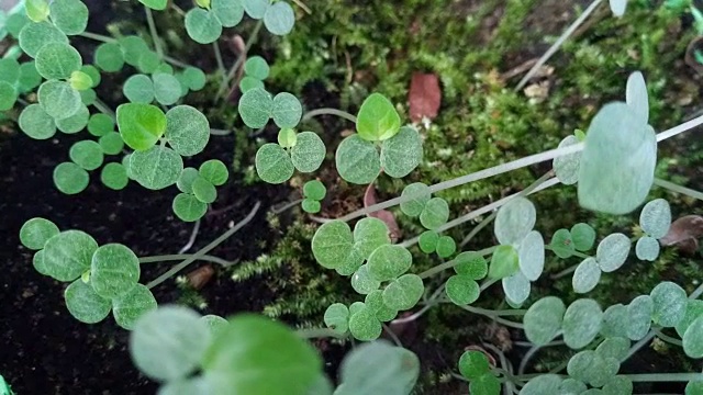 年轻的植物栽培视频素材