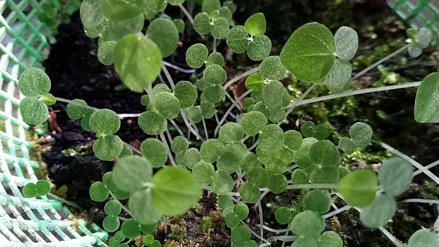 年轻的植物栽培视频素材