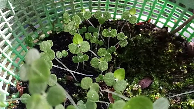 年轻的植物栽培视频素材