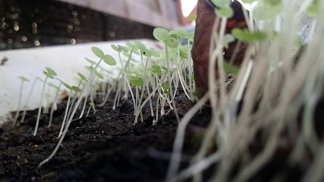 年轻的植物栽培视频素材