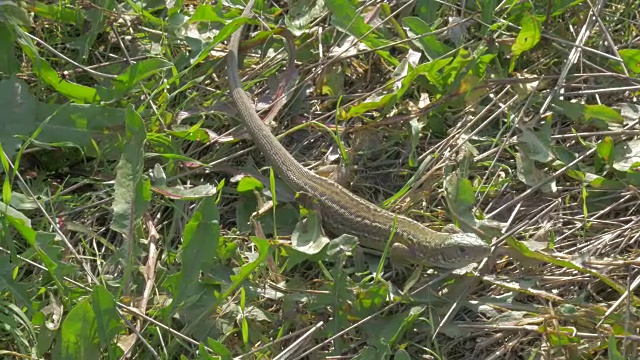 沙蜥蜴Lacerta agilis休息在草地上4K 2160p超高清镜头视频素材