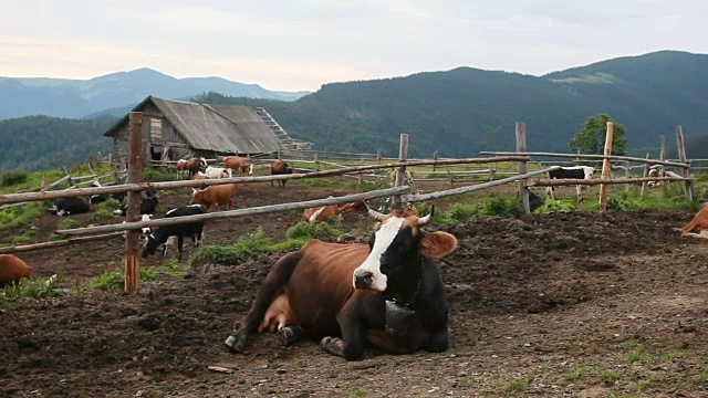 山地牧场牛视频素材