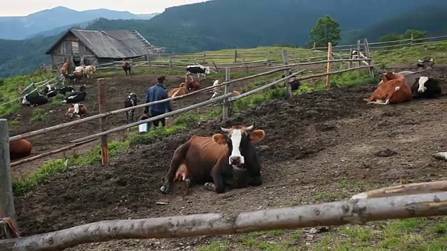 山地牧场牛视频素材