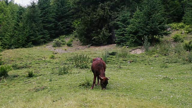 山地牧场牛视频素材