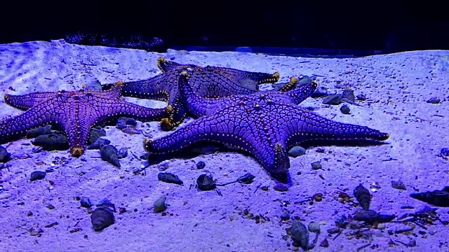 蓝色水族缸里的海星。视频素材