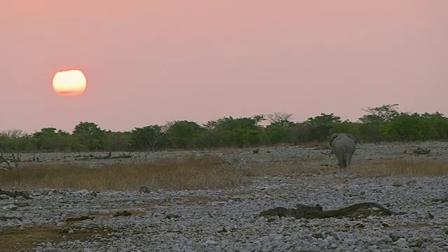 大象走在日落视频下载