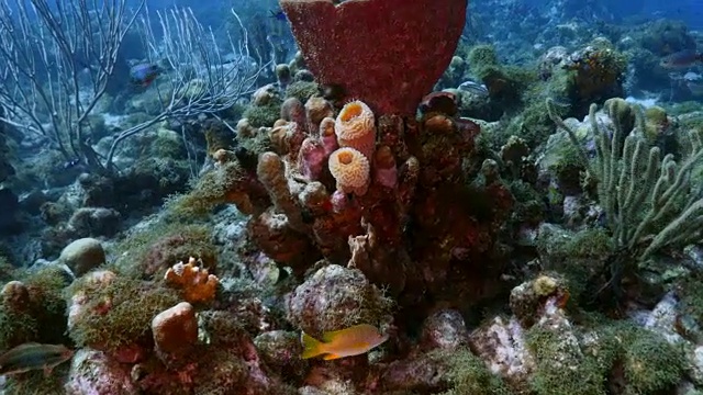 加勒比海库拉索岛附近的珊瑚礁海景，潜水地点拉根湖，有各种各样的珊瑚和海绵视频素材