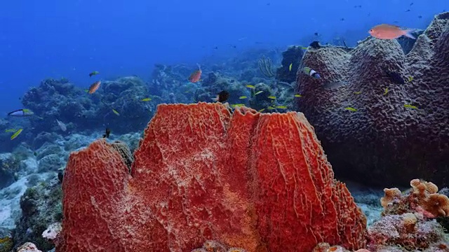 珊瑚礁海景在加勒比海库拉索岛附近的潜水地点拉根湖有大海绵视频素材