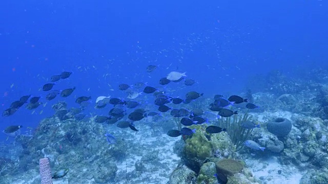 珊瑚礁海景在加勒比海库拉索岛附近的潜水地点拉根湖和鱼群视频素材