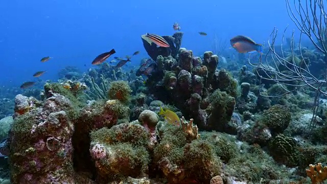 加勒比海库拉索岛附近的珊瑚礁海景，潜水地点拉根湖，有各种鱼类和海绵视频素材