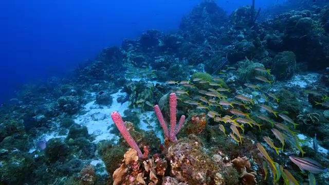 加勒比海库拉索岛附近的珊瑚礁海景，潜水地点拉根湖，有各种各样的珊瑚和海绵视频素材