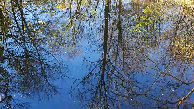 水面上树木的反射。秋天。没有摄像头的运动。视频素材