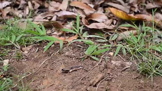 铁锹正在挖土为种植做准备。视频素材