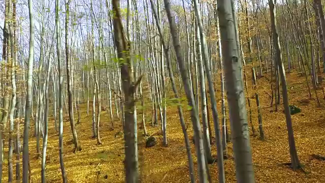 秋天的森林视频素材