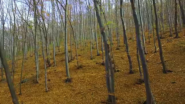 秋天的森林视频素材