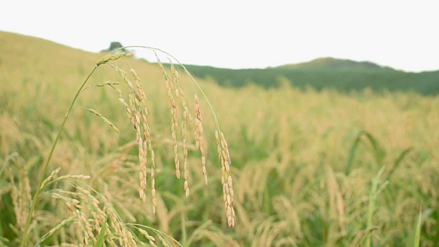 山上的稻田。视频下载