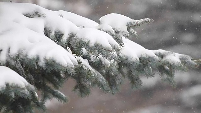 杉树和飘落的雪花视频素材