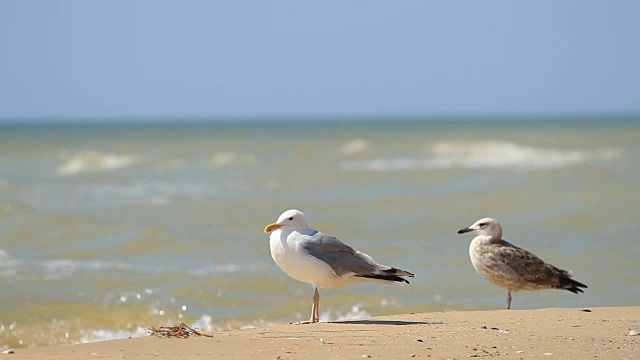海鸥在海里散步视频素材
