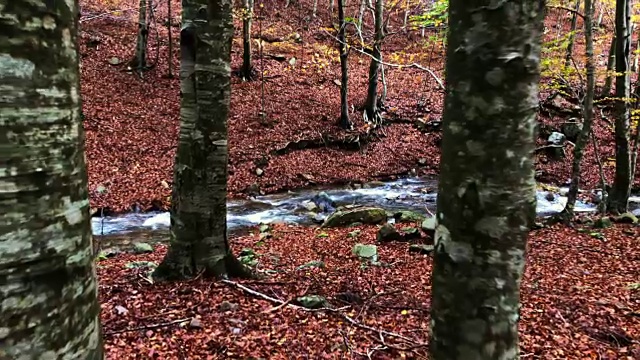 美丽的秋天山毛榉森林与小溪和金色的颜色在加泰罗尼亚山。视频素材