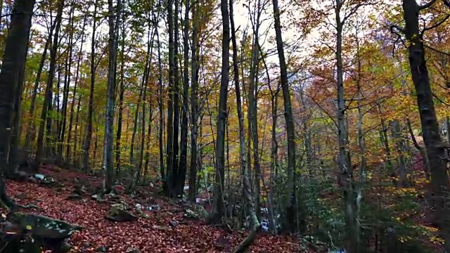 美丽的秋天山毛榉森林与小溪和金色的颜色在加泰罗尼亚山。视频素材