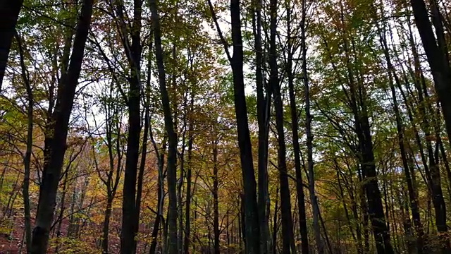 美丽的秋天山毛榉森林与小溪和金色的颜色在加泰罗尼亚山。视频素材