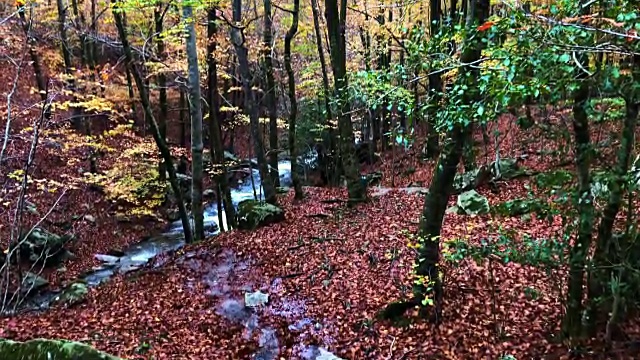 美丽的秋天山毛榉森林与小溪和金色的颜色在加泰罗尼亚山。视频素材