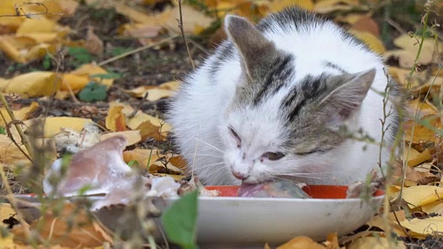 白灰猫在吃它的食物视频素材